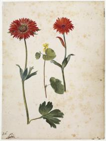 Zwei Gartenanemonen und ein Bergveilchen