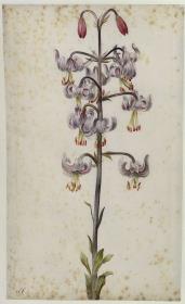 Martagonlilie (Lilium Martagon, lila)