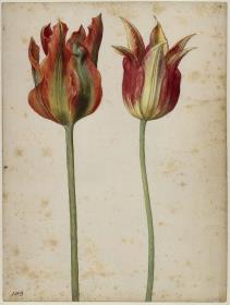 Zwei Tulpen