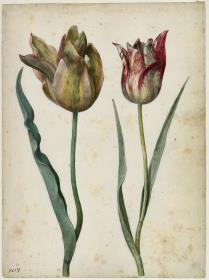 Zwei Tulpen