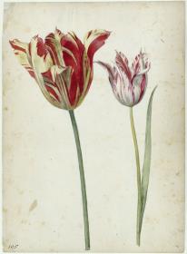 Zwei Tulpen