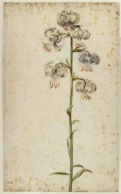 Martagonlilie (Lilium Martagon, weiß)