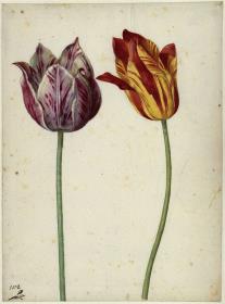 Zwei Tulpen