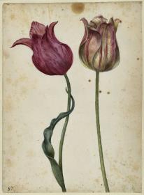 Zwei Tulpen