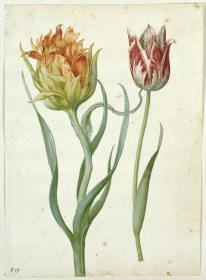 Zwei Tulpen