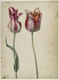 Zwei Tulpen