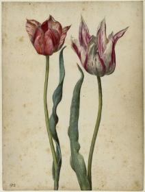 Zwei Tulpen