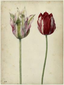 Zwei Tulpen
