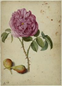 Batavische Rose und zwei Birnen