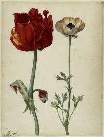 Tulpe und Gartenranunkel