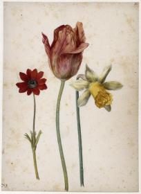 Prunkanemone, Tulpe und Trompetennarzisse