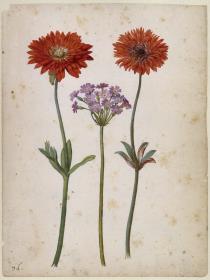 Zwei Gartenanemonen und Mehlprimel