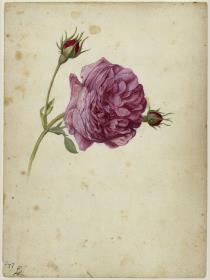Frankfurter Rose