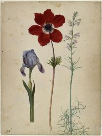 Zwerg-Schwertlilie, Kronen-Anemone und Garten-Rittersporn