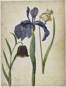 Pyrenäen-Schachblume, Englische Schwertlilie und Jonquilla-Narzisse