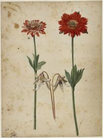 Zwei Gartenanemonen und Hundszahn