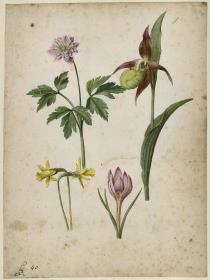Waldanemone, Frauenschuh, Narzisse und Safran