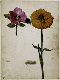 Syrischer Roseneibisch, Ringelblume und Rotschwanz-Raupe