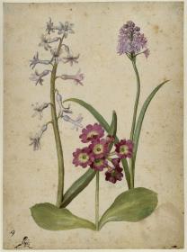 Hyazinthe, Gartenaurikel und Italienisches Hasenglöckchen