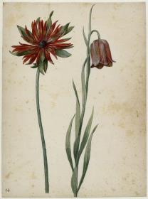 Borsten-Anemone und Spanische Schachblume