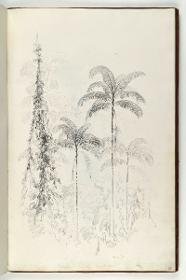 Palmen (Morenia?)