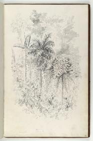 Palmen (Teonoma)