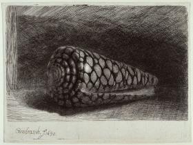 Die Schnecke (Conus marmoreus)