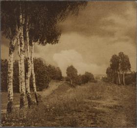 Landschaft mit Birken