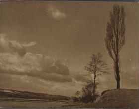 Bäume vor Horizont