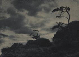 Bäume auf Felsen