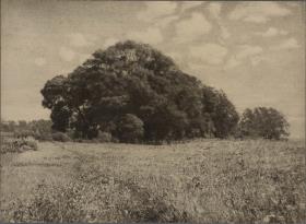 Feld mit Bäumen