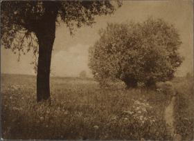 Wiese mit Bäumen