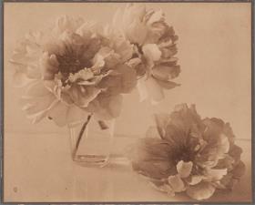 Blumen-Stillleben