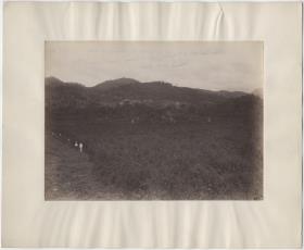 "Plaza Grande vom Gipfel des Mound 7. Zeigt 6 Mounds und das Wachstum des Buschwerks."