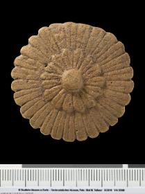 Rosette