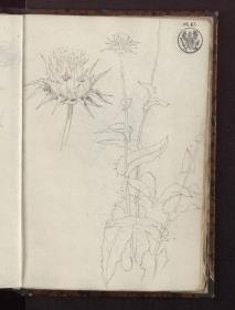 Pflanzenstudie / Eine Distel, die ganze Pflanze und eine Blüte