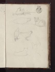 Studien zu Katzen und Hühnern