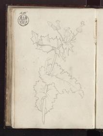 Pflanzenstudie / Eine Distel