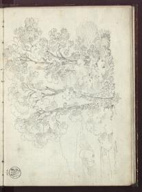 Baumstudie mit angedeuteter Landschaft