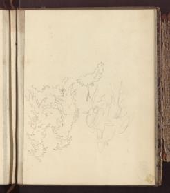 Pflanzenstudie & Eselsreiter