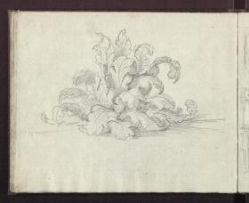 Pflanzenstudie / Akanthus