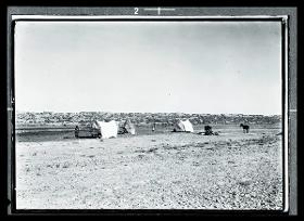 Tamariskenwald am ʿAdhaim