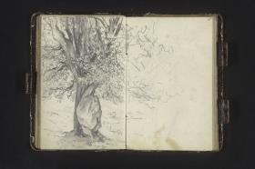 Baum mit dickem Stamm