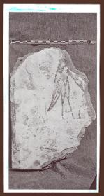 Malereien: al-Dschausaq al-Chaqani, Harem