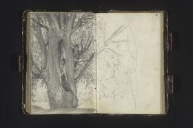 Alter Baum mit hohlem Stamm in einem Park