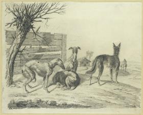 Vier Windhunde