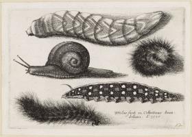 Vier Raupen und eine Schnecke