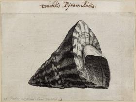 Kreiselschnecke