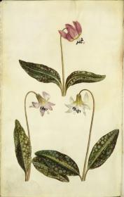 Horti Anckelmanniani, Tom. I [II nicht nachgewiesen], Bl. 4r - Hundszahn (Erythronium deus - caninus L.)