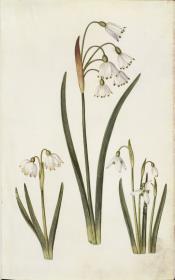 Horti Anckelmanniani, Tom. I [II nicht nachgewiesen], Bl. 5r - Frühlings-Knotenblume (Leucojum vernum)